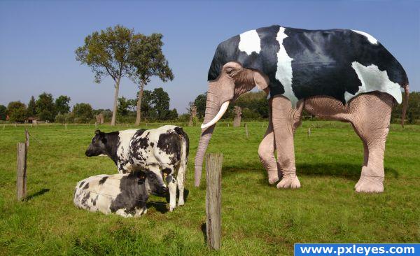 hidding as a cow